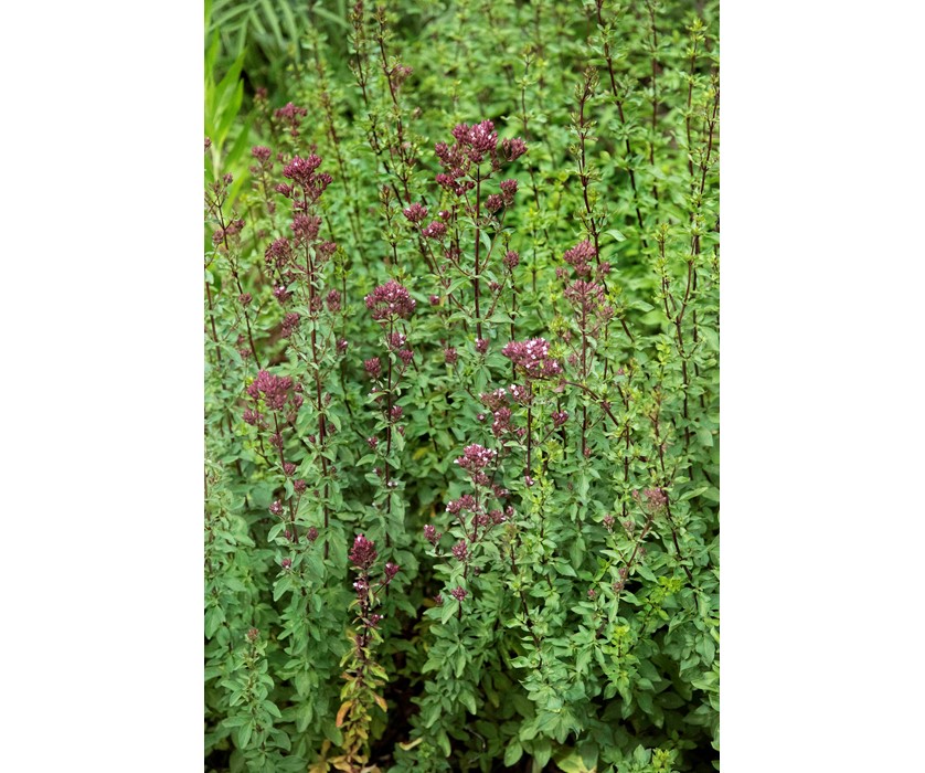 Purple Ornamental Oregano